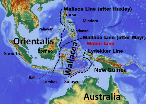 The Wallace Line: Nature’s Invisible Barrier Between Asia and Australia